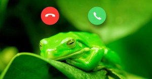Remote Frog Call Monitoring Device Lets Researchers Dial Into Wetlands