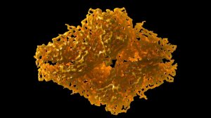 Cryo-Electron Microscopy Pioneers Win 2017 Nobel Prize in Chemistry