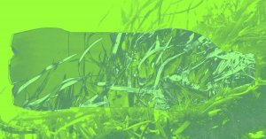 Seaweed-Eating Microbes Offer New Route to Biodegradable Plastics